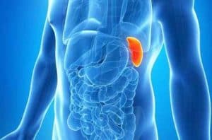 El bazo es parte del sistema inmunológico y del circulatorio