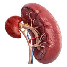 El bazo puede almacenar sangre