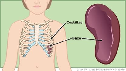 El bazo es el órgano linfoide más grande